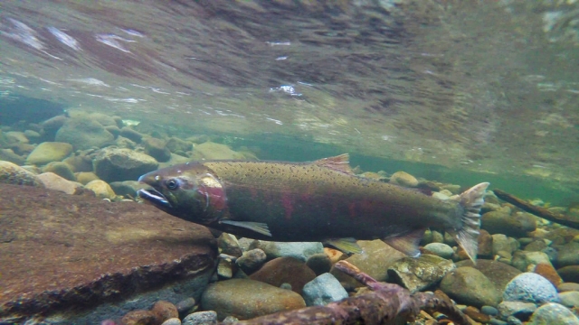 Ven y pesca con nosotros